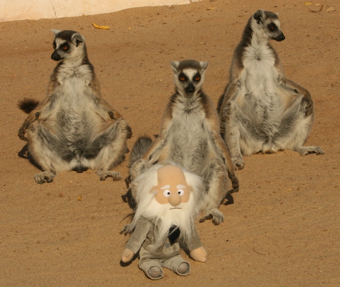 ring-tailed lemur